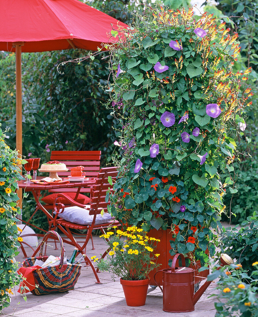 Ipomoea 'Heavenly Blue' (Morning Glory)