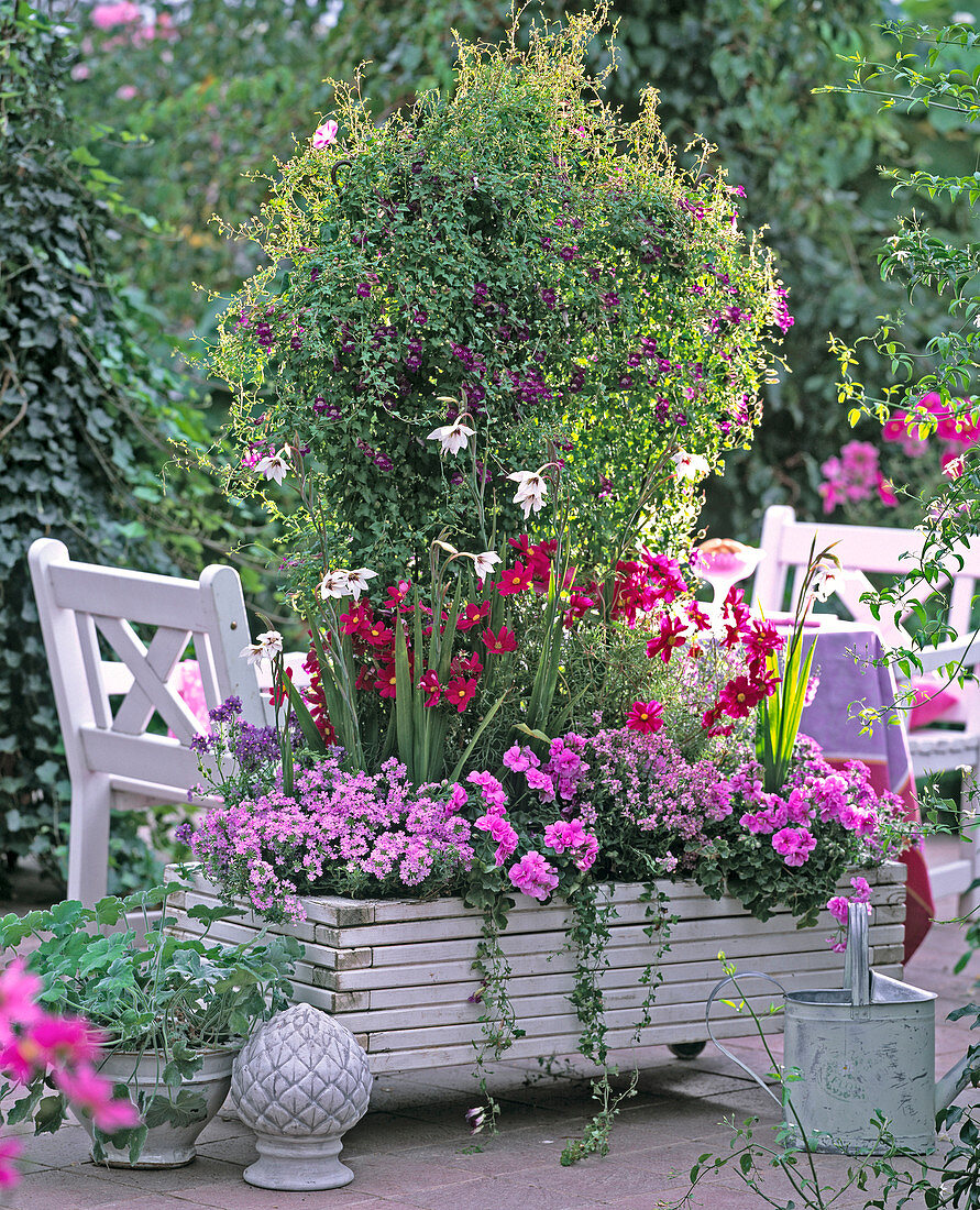 Asarina (climbing snapdragon), Cosmos (daisies)