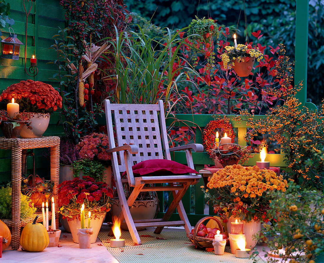 Chrysanthemum 'Rhodes', 'Tictac', 'Luron', 'Tipo', Miscanthus