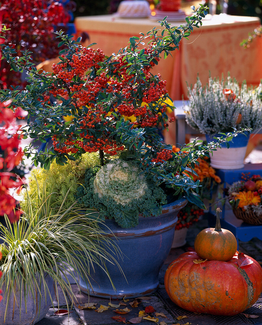 Pyracantha (Firethorn), Brassica (Ornamental Cabbage), Acorus 'Ogon' (Golden Calamus), Sedum