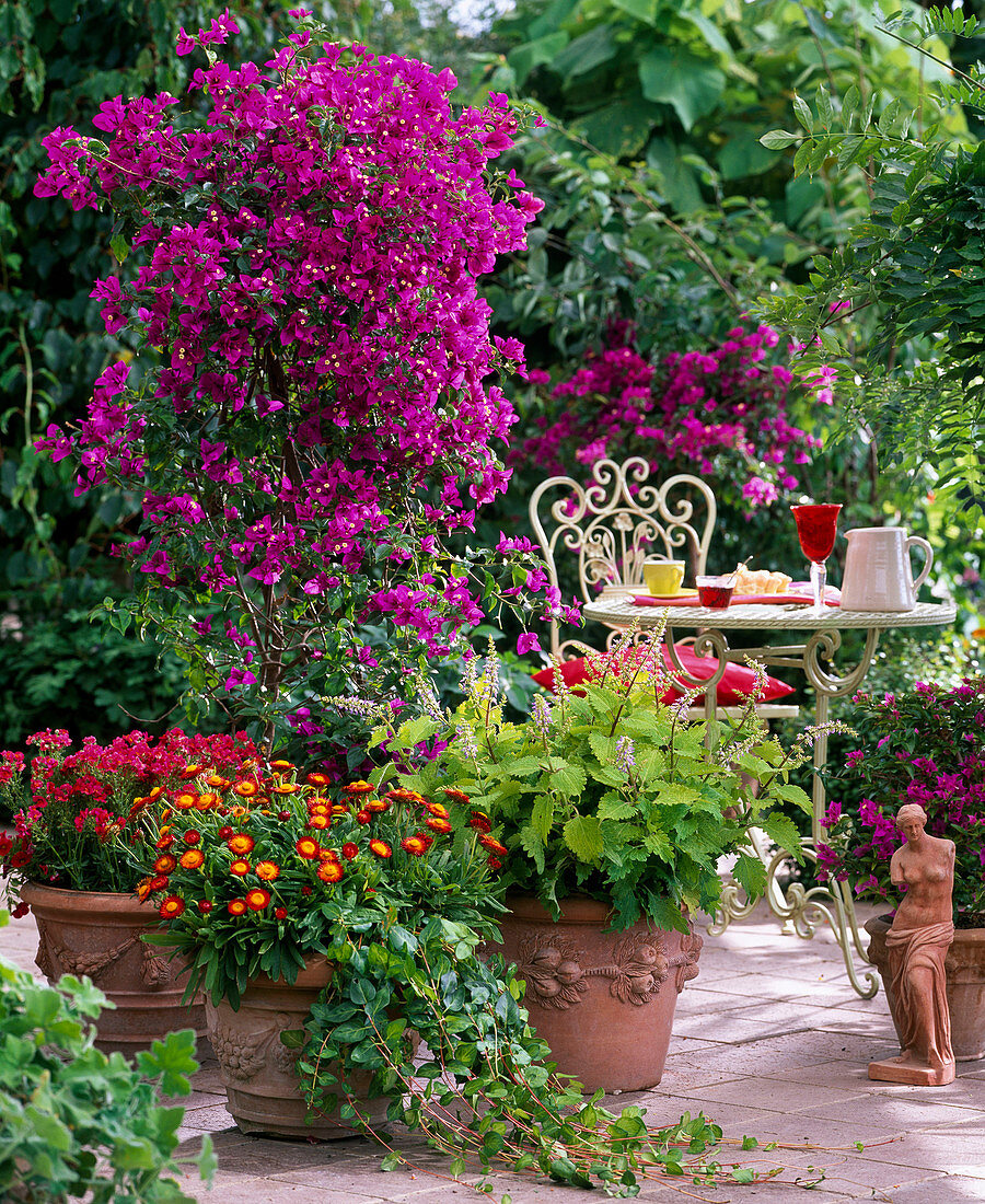 Bougainvillea, Coleus (stinging nettle)