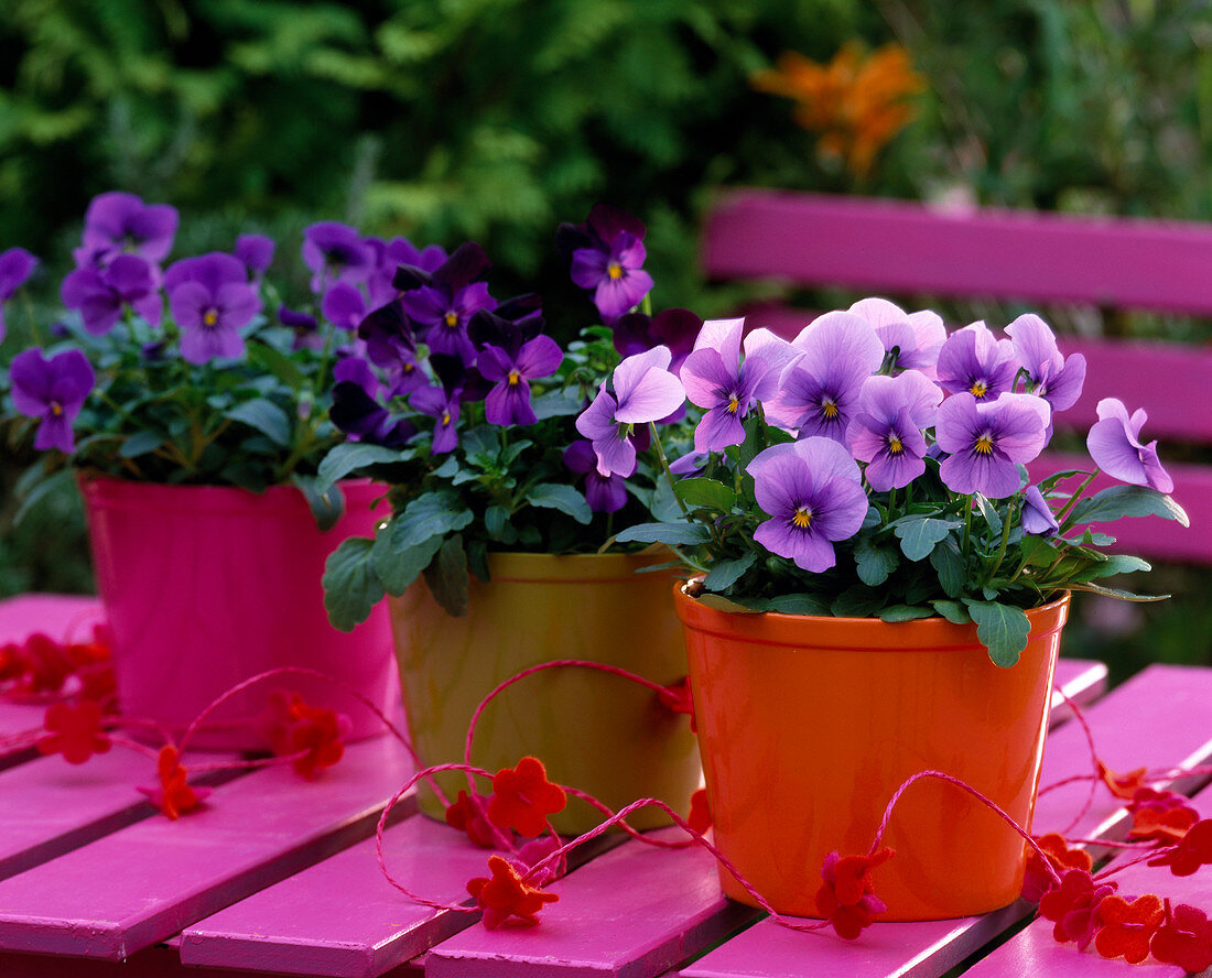 Viola Panola 'Clear Mixture', Sorbet 'Purple Duet'