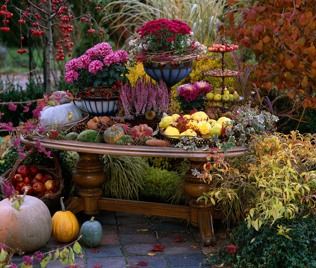 Chrysanthemum, Calluna 'Annette' (heather), Hedera (ivy), Cucurbita (pumpkins)