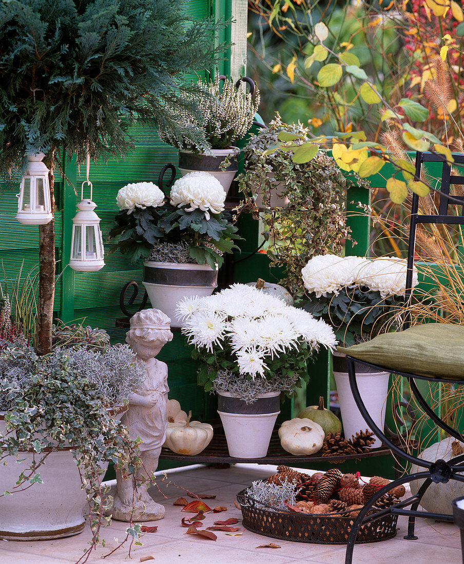 Chrysanthemum (weiße Chrysanthemen), Calocephalus (Stacheldraht), Hedera (Efeu)