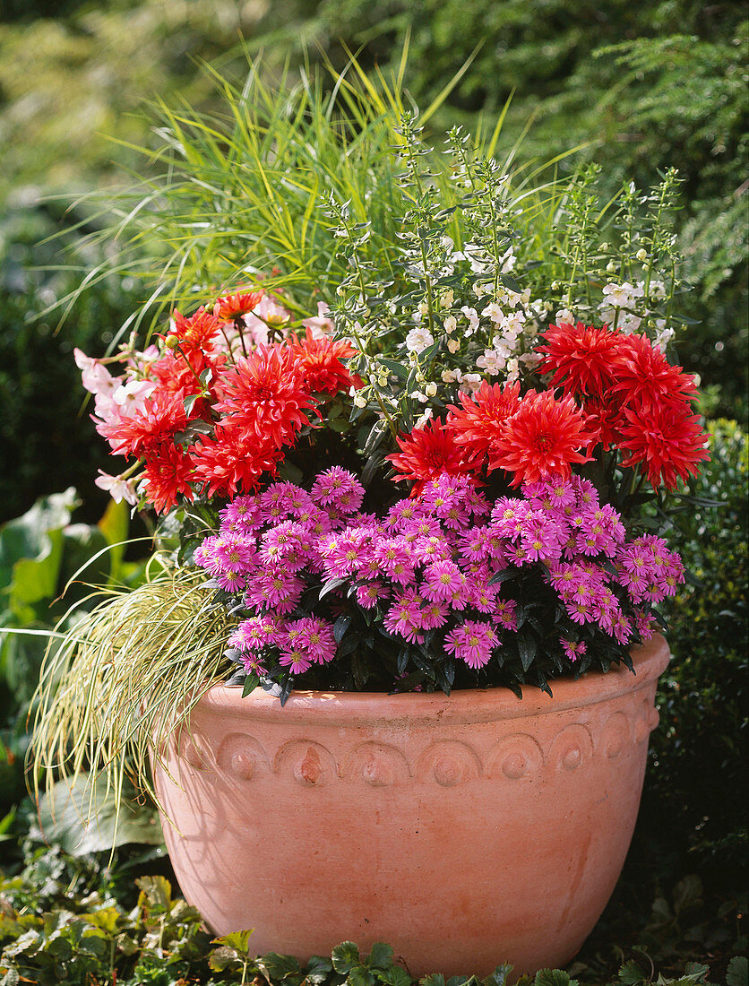 Vorher-Nachher-Beetauffrischung: Fertig bepflanzt mit Aster (astern), Dahlia