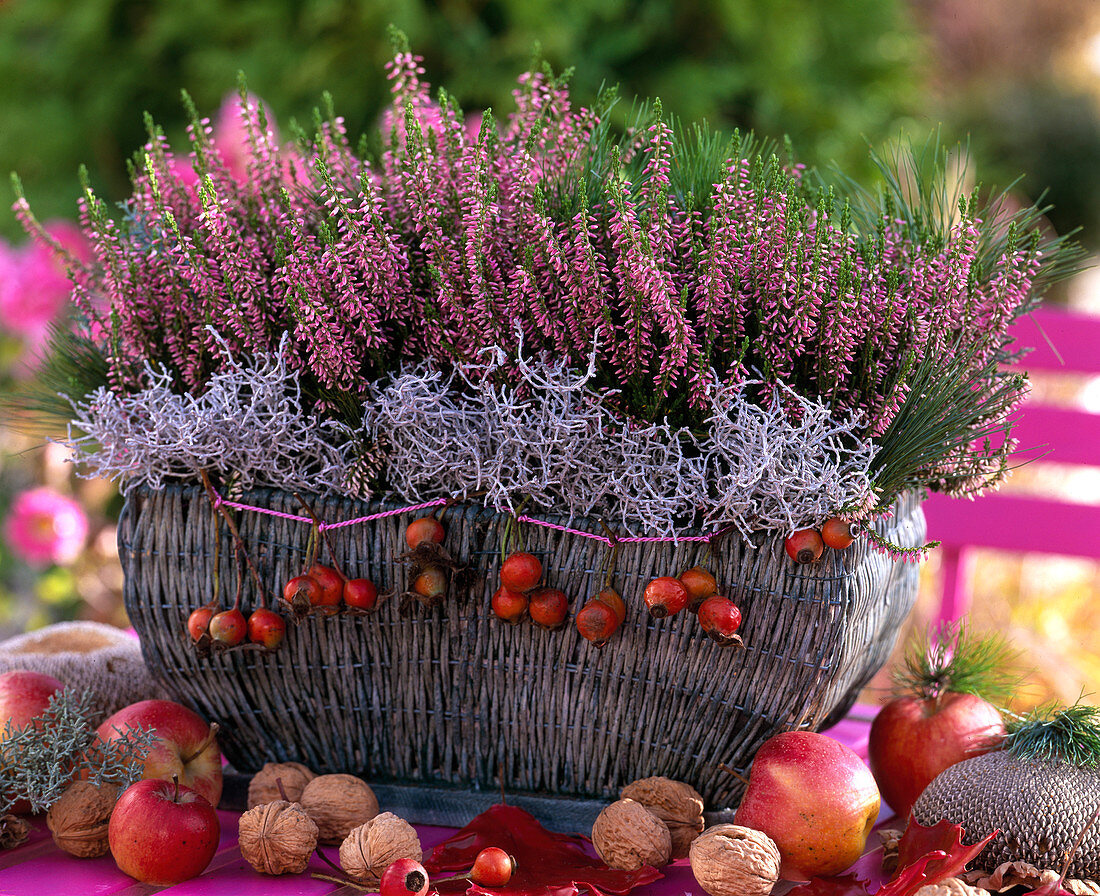 Calluna 'Annette' (knospenblühende Heide), Calocephalus (Stacheldraht), Rosa (Hagebutten)