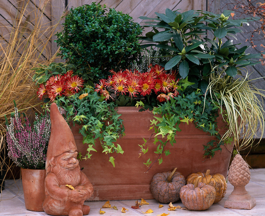 Buxus Box, Rhododendron, Hedera 'Goldstar' Ivy, Chrysanthemum, Carex