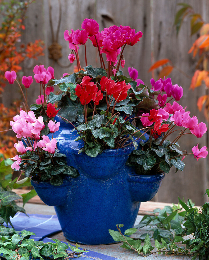 Cyclamen (Cyclamen) in blue strawberry pot (Taschenamphore), Hedera (Ivy)