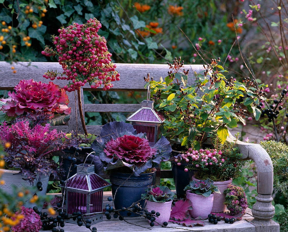 Brassica (ornamental cabbage), Pernettya (sphagnum myrtle), Hypericum (St. John's wort)