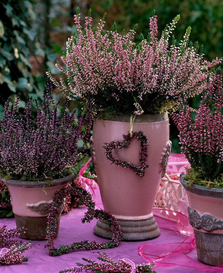 Calluna 'Annette', 'Amethyst', 'Aphrodite' (Knospenblühende Sommerheide)