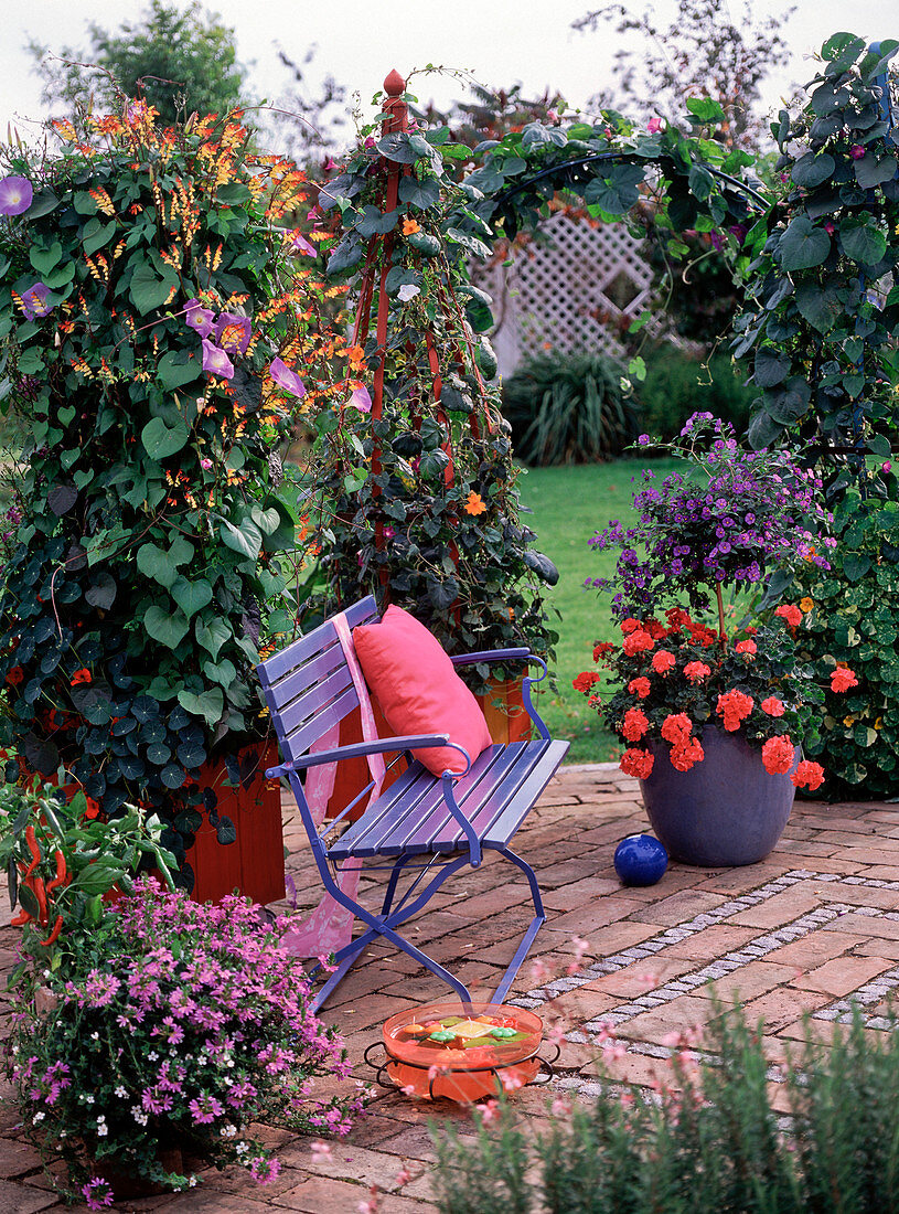 Ipomoea tricolor (Morning Glory), Ipomoea lobata (Quamoclit)