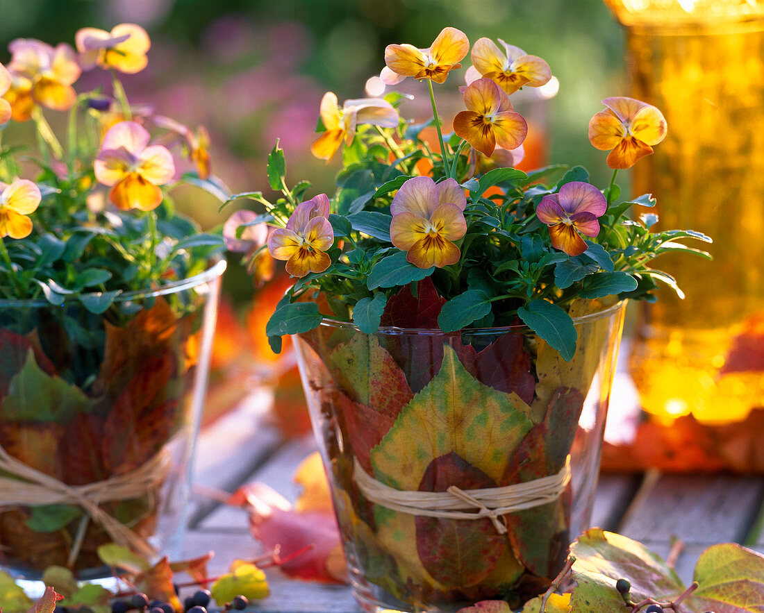 Viola Cornuta in a glass (2/2). Viola Cornuta (horned violet) decorated with autumn leaves