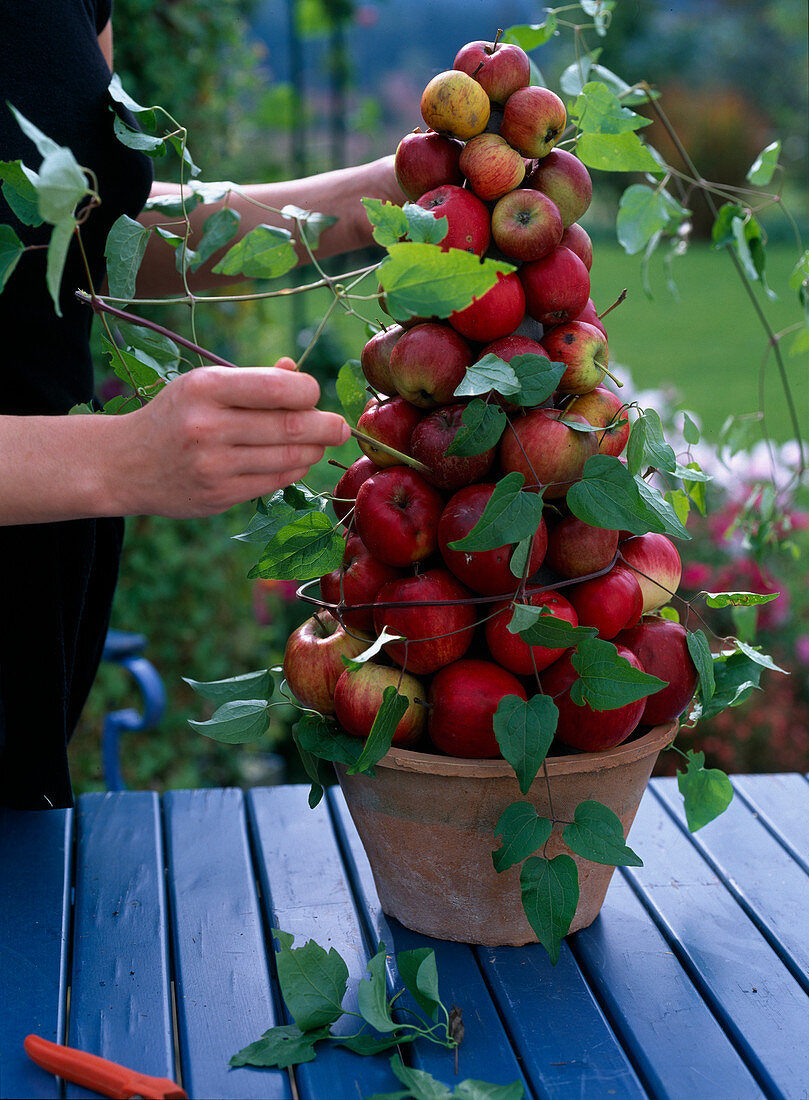 Apfelpyramide: Malus (Äpfel), Clematis (Waldrebenranke) in Pyramide stecken