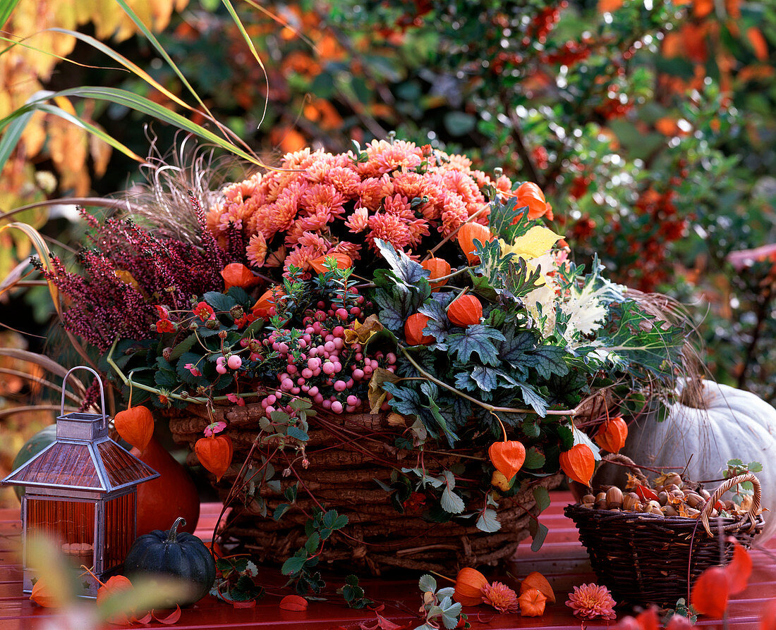 Chrysanthemum 'Tipo' (Chrysantheme), Brassica (Zierkohl), Pernettya (Torfmyrte)