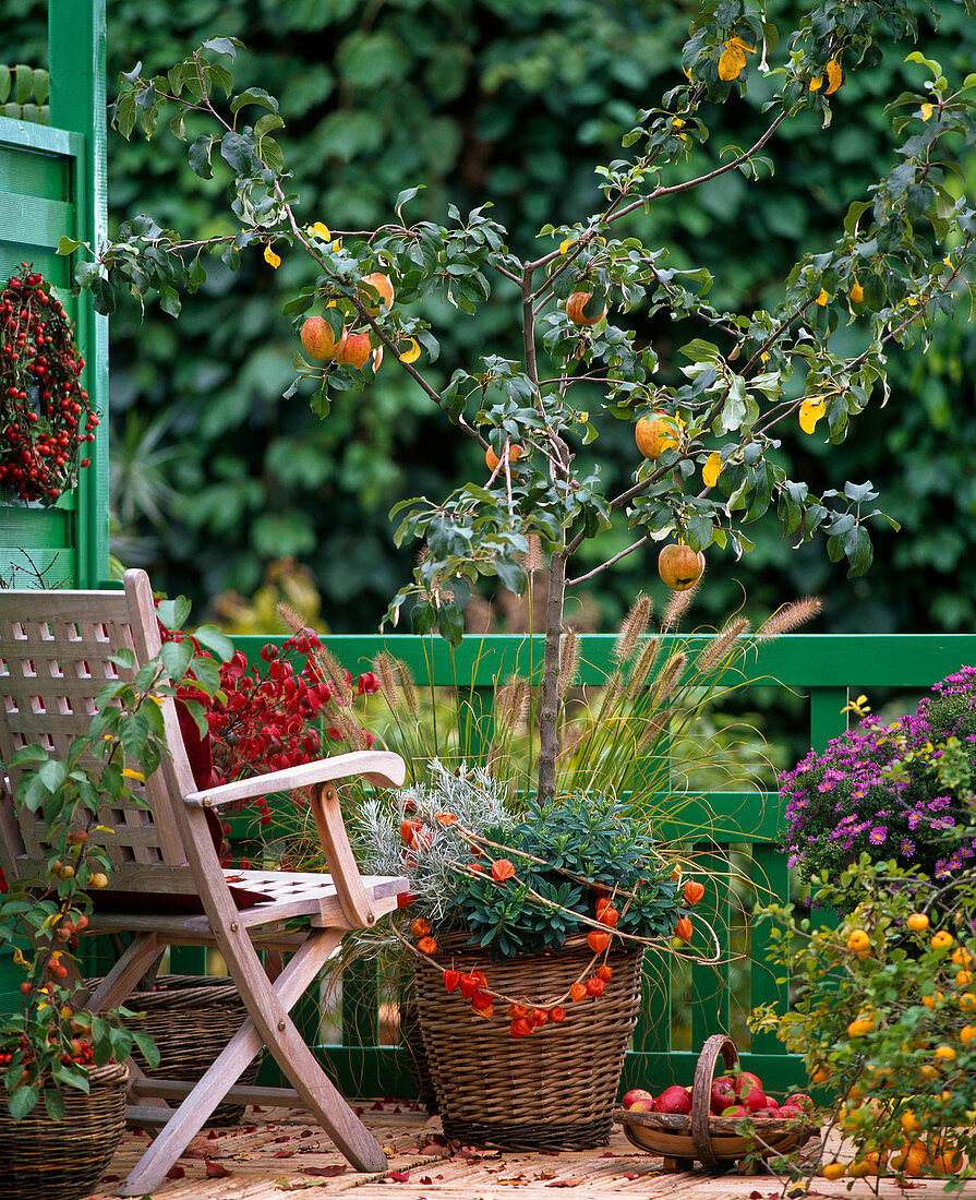 Malus (apple and ornamental apple tree)