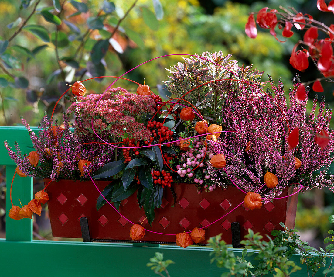 Calluna 'Amethyst' (Heather), Sedum 'Carl' (Stonecrop), Euphorbia 'Helena' (Spurge)