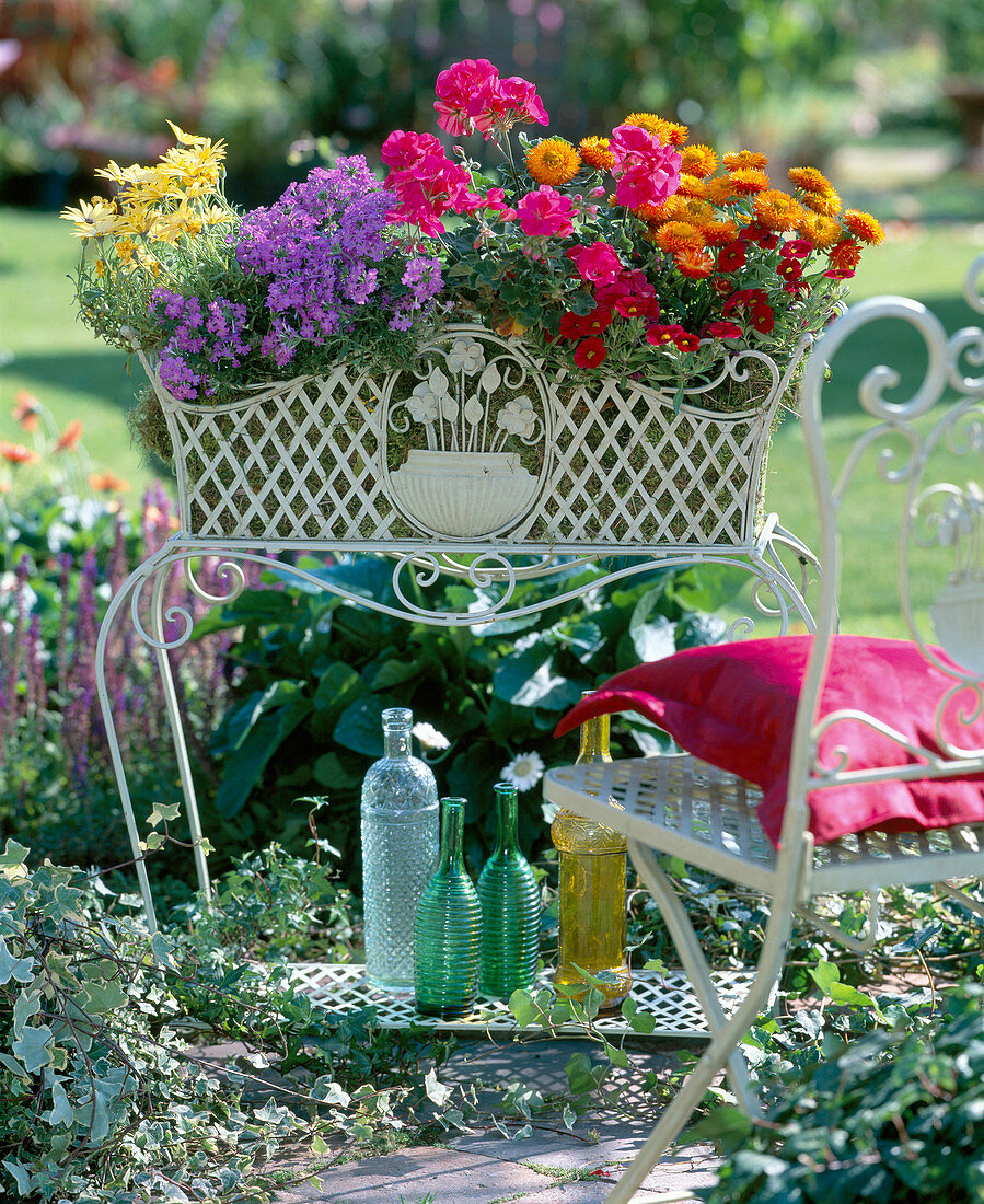 Blumenbank mit Pelargonium 'Salmon Rose' (Geranie), Verbena' Lavender Lace'