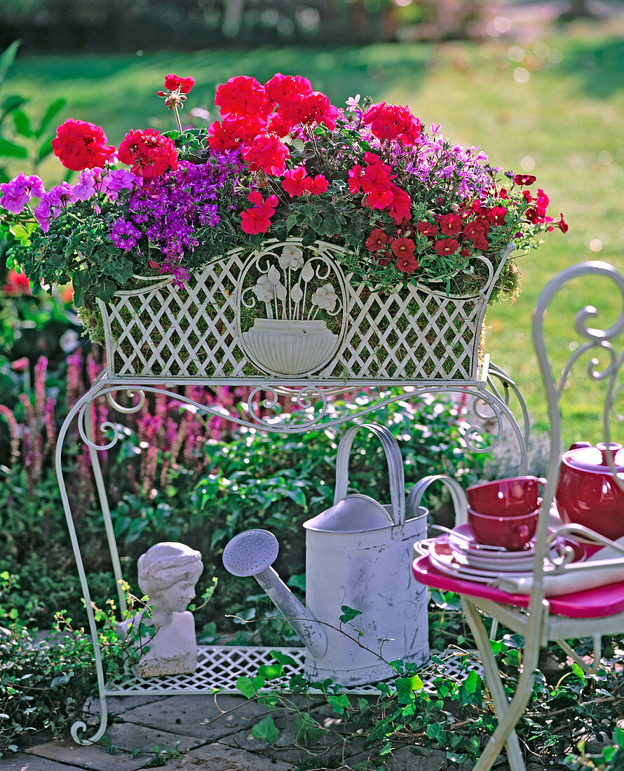 Pelargonium 'Salmon Rose', 'Butterfly' (geraniums)