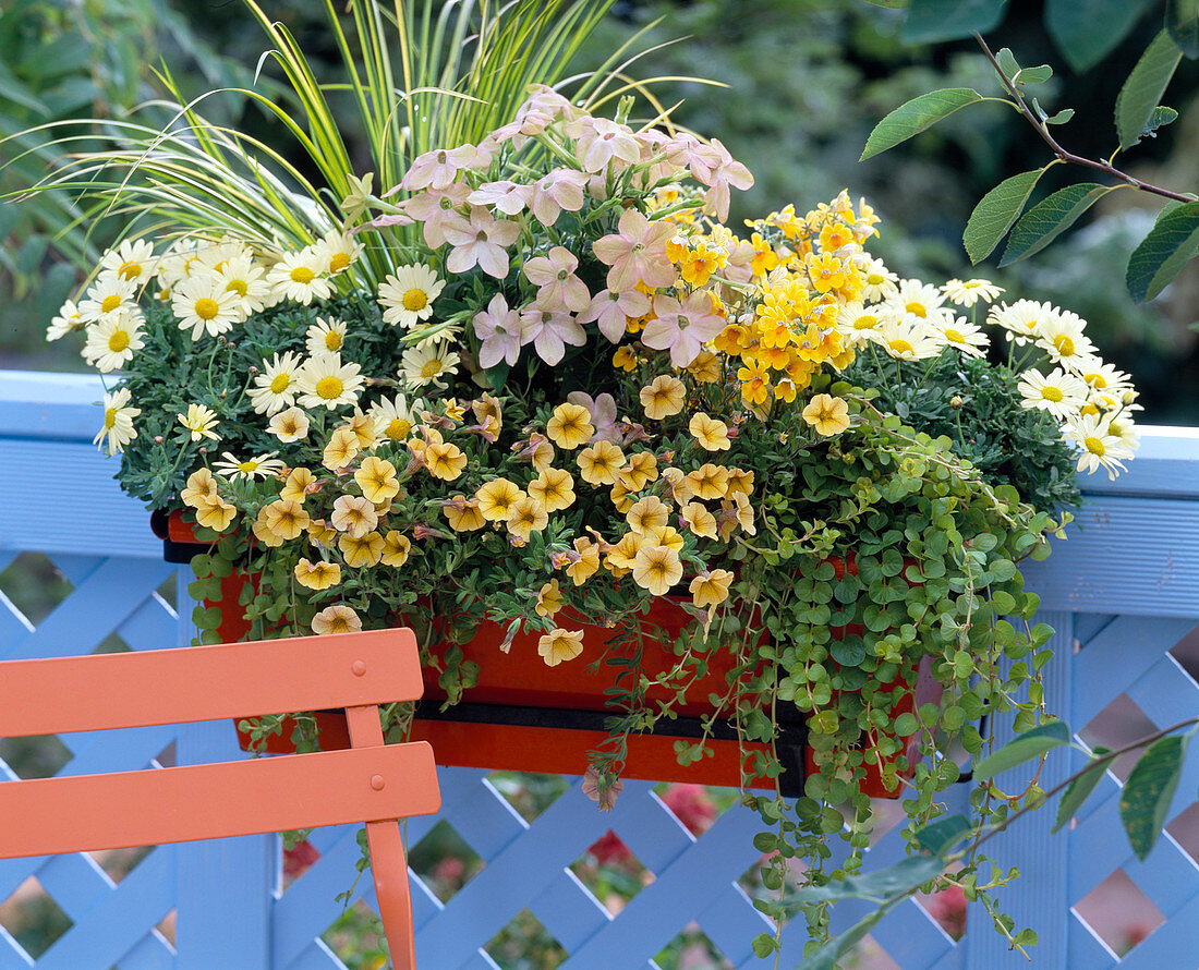 Calibrachoa 'Lemon', Nicotiana (ornamental tobacco)