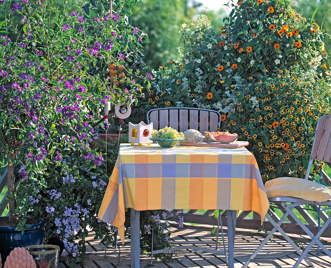 Solanum rantonnetii, Tomate, Sanvitalia, Nicotiana