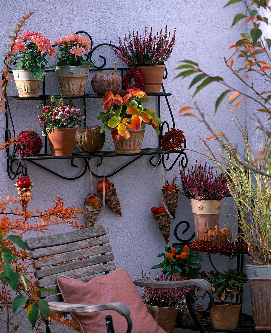 Calluna (Heide), Chrysanthemum, Capsicum (Zierpaprika), Pernettya (Torfmyrte)