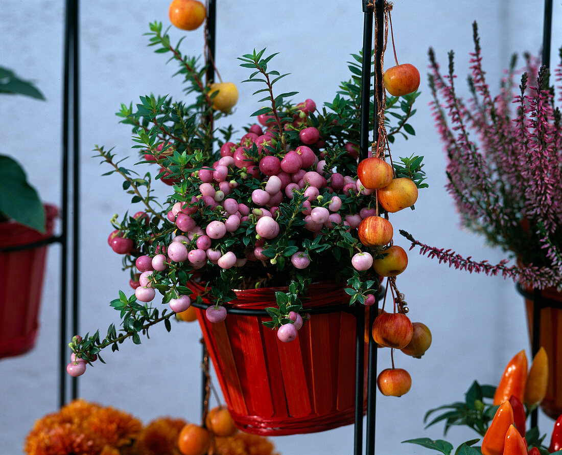 Pernettya mucronata (sphagnum myrtle) in a red bamboo pot, Malus (ornamental apple) on a wire