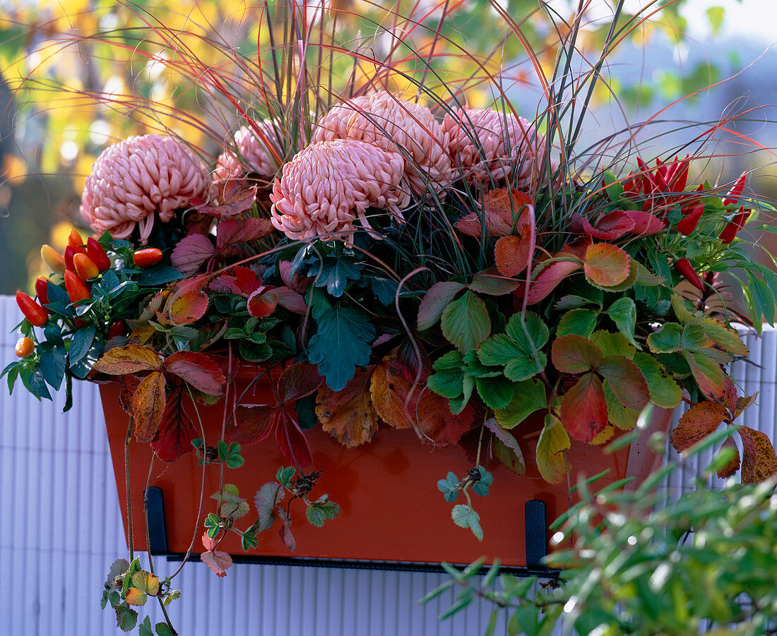 Chrysanthemum / Deko-Chrysanthemen, Fragaria / Erdbeeren, Capsicum / Zierpaprika