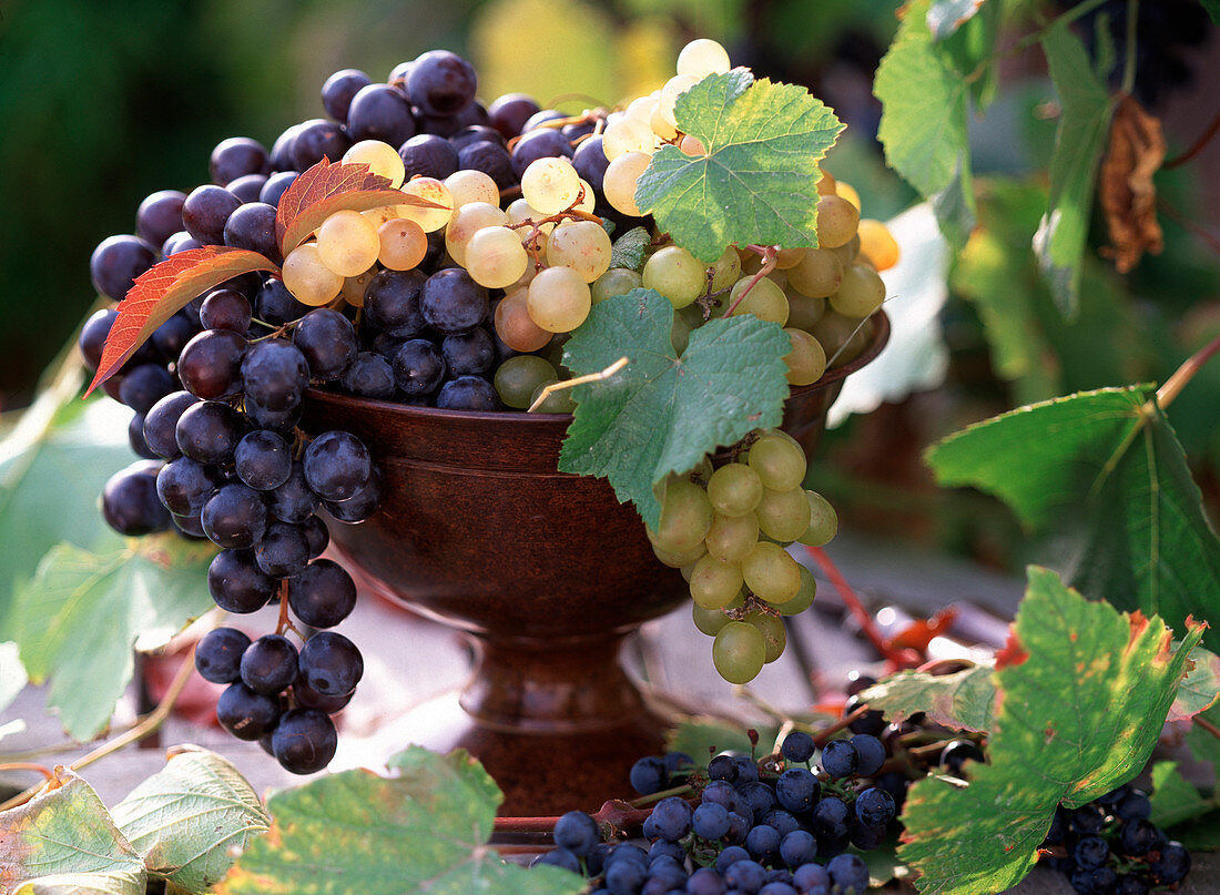 Vitis (grape) blue and yellow in a brown shell