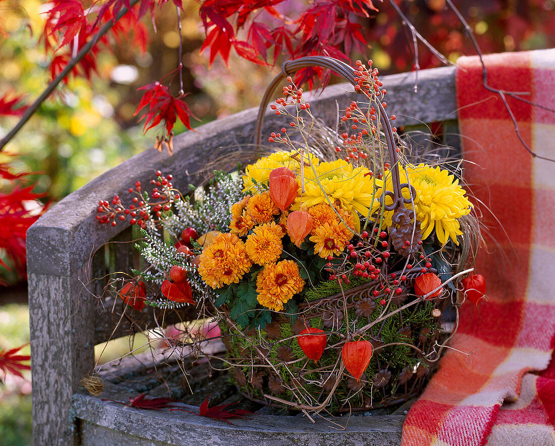 Metal basket with Chrysanthemum, Rosa (rose hips), Calluna 'Alicia' (heather), Physalis