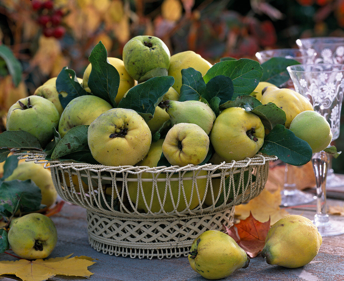 Cydonia (Pear quince with leaves)