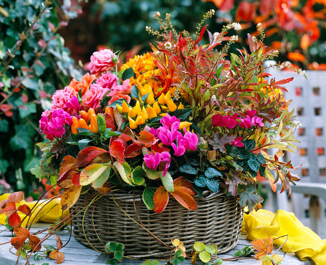 Basket with Lysimachia 'Autumn Snow' (snow felweed), Cyclamen (cyclamen)