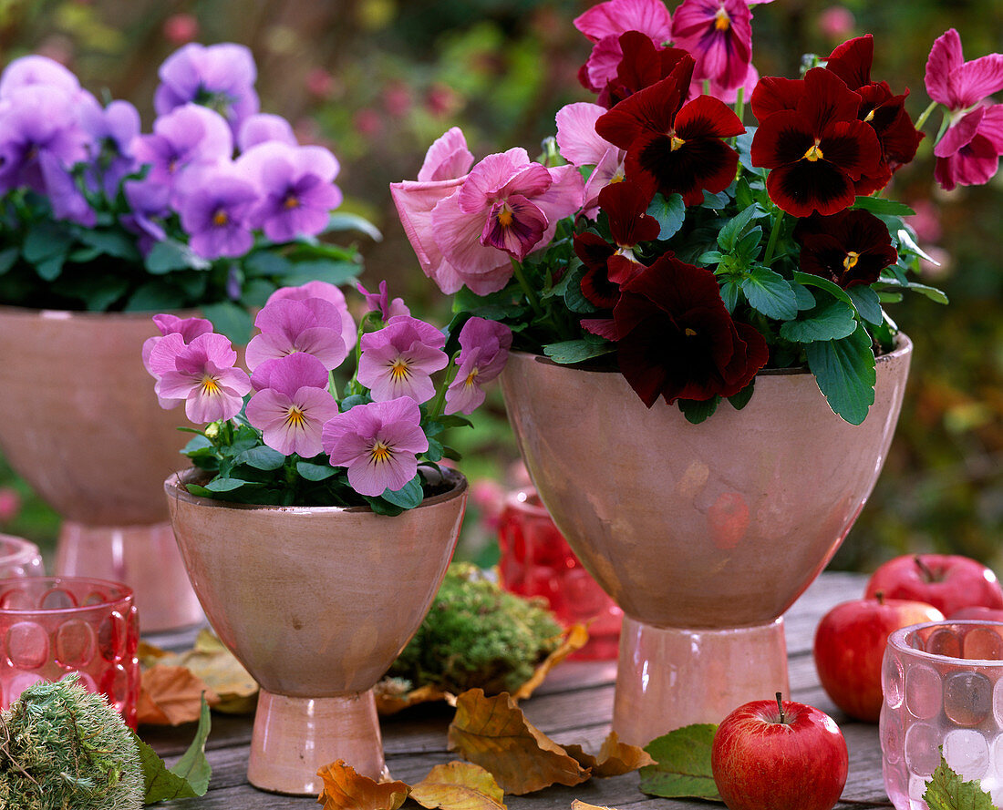 Viola panola 'Red with Blotch', 'Pink Shades' (Pansy), Viola sorbet