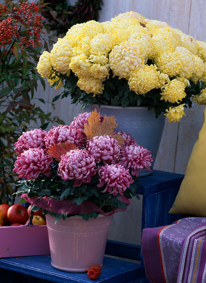 Chrysanthemum (autumn chrysanthemum) on an etagere