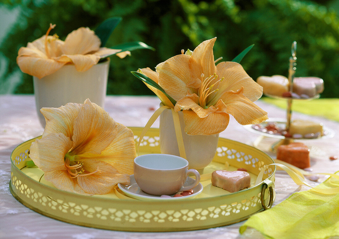 Tray with Hippeastrum hybr. (Amaryllis in salmon pink)