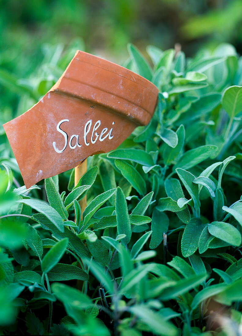 Salvia officinalis (Salbei)