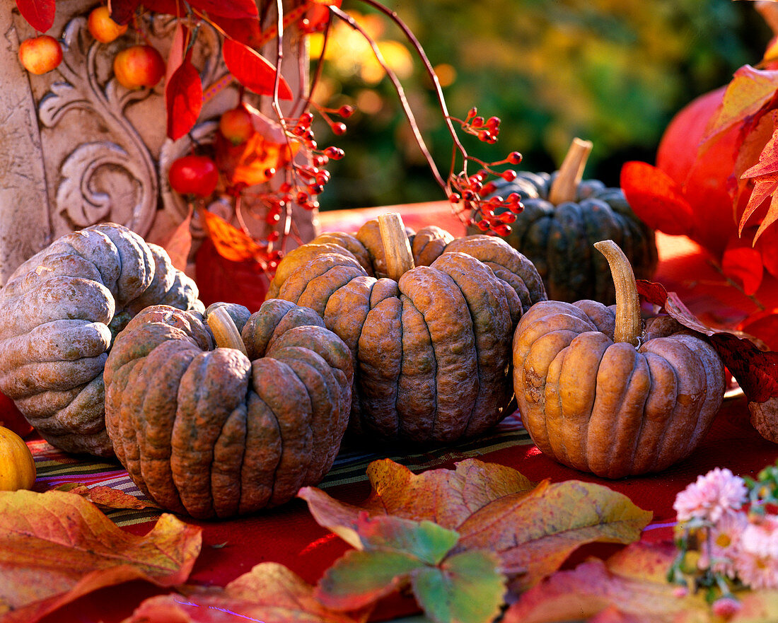 Cucurbita (pumpkins), Rosa (rosehips), Malus (ornamental apples), autumn leaves