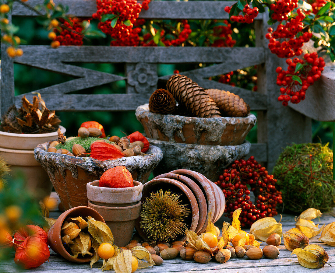 Physalis (Andenbeeren und Lampions), Corylus (Haselnüsse), Castanea (Maronen)