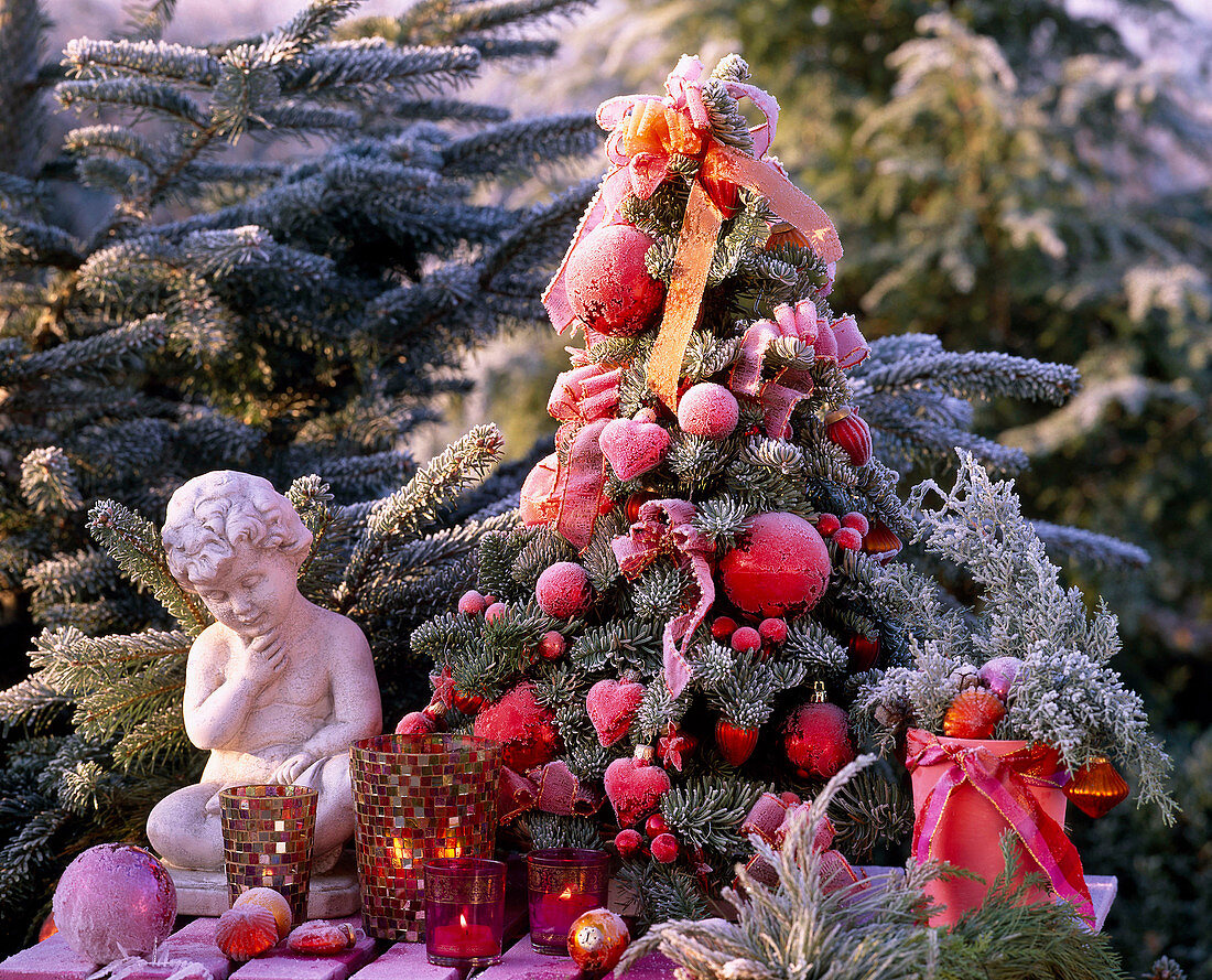 Abies procera (Noble fir tied as a small tree), Abies nordmanniana