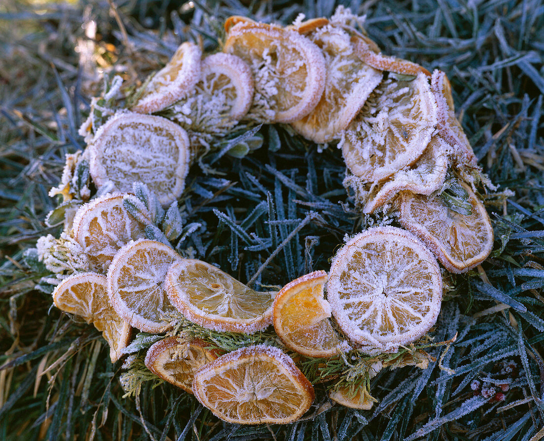 Wreath of Thuja (tree of life) with Citrus (orange slices) with hoarfrost