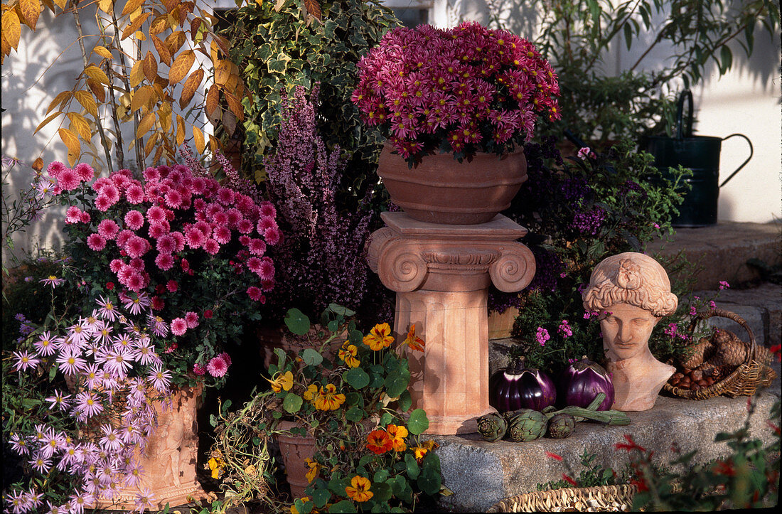 Chrysanthemum indicum (Autumn Chrysanthemum), Aster