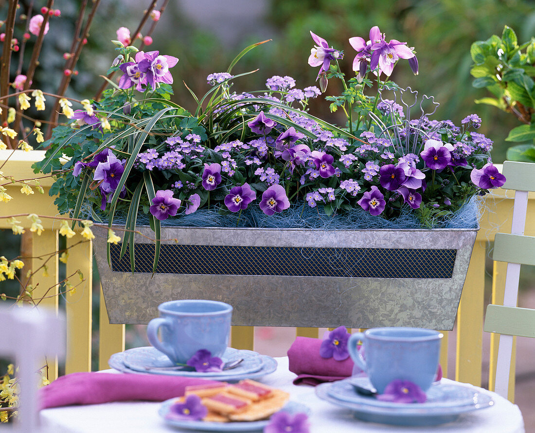 Viola sorbet 'Beaconsfield' - 'Blackberry Cream' (Hornveilchen)