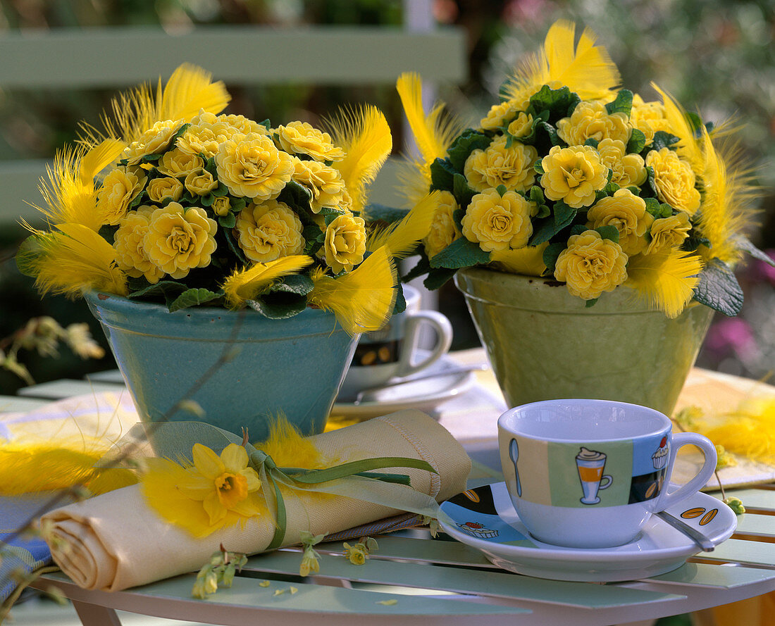 Primula acaulis 'Butteryellow' (gefüllte Primeln)