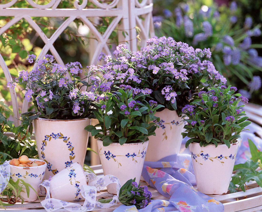 Myosotis (light and dark blue forget-me-nots)