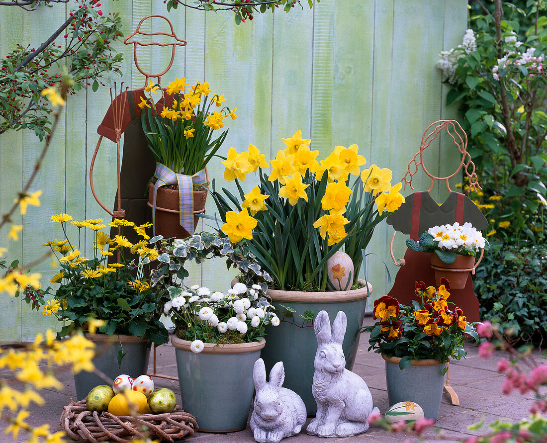 Putting daffodils in tubs in autumn (7/7)