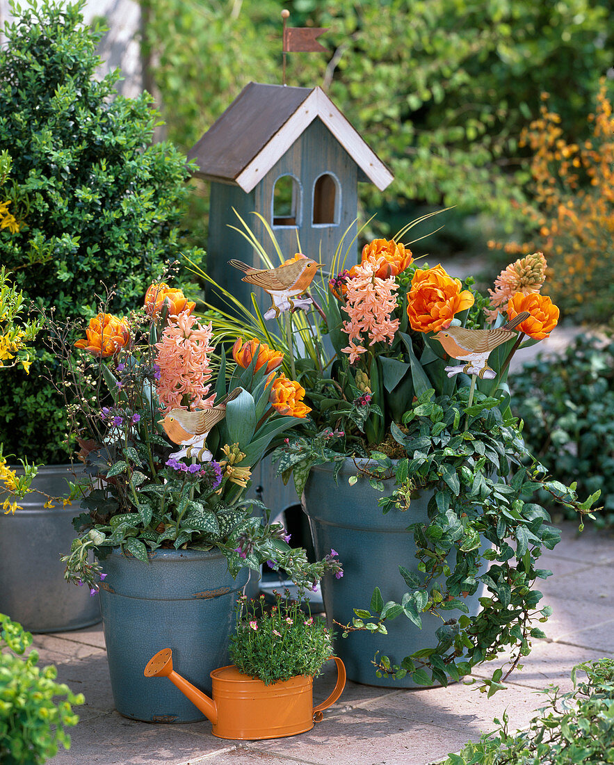 Tulipa (tulip) orange blooming, hedera (ivy)