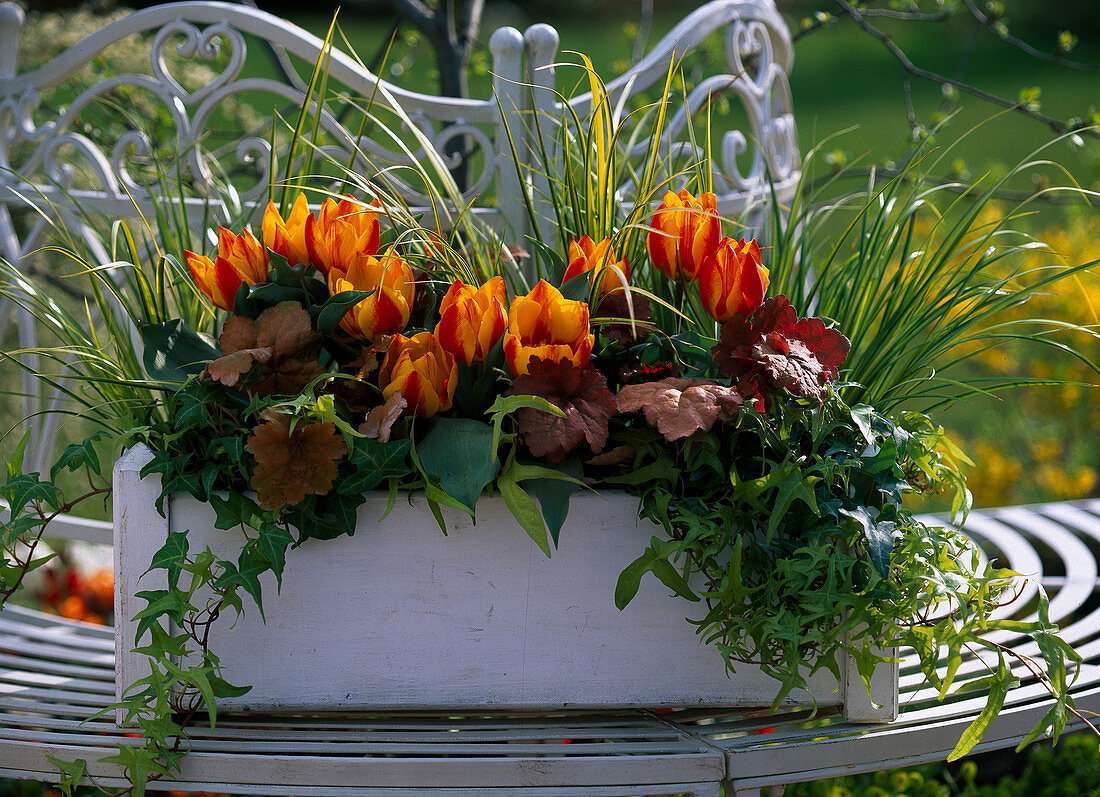 Tulipa 'Flair' (Tulpen), Acorus 'Ogon' (Goldkalmus)