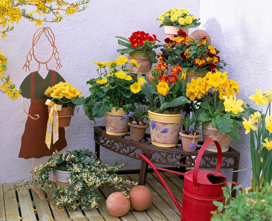 Primula (primrose), Doronicum (flower root)