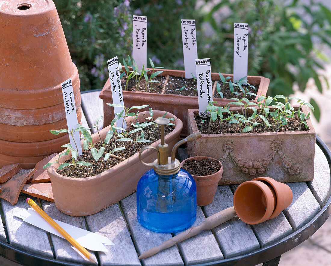 Seedlings in clay boxes, clay pots, sprayers