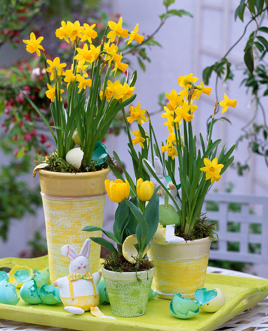 Narcissus 'Tete à Tete' (Daffodils)