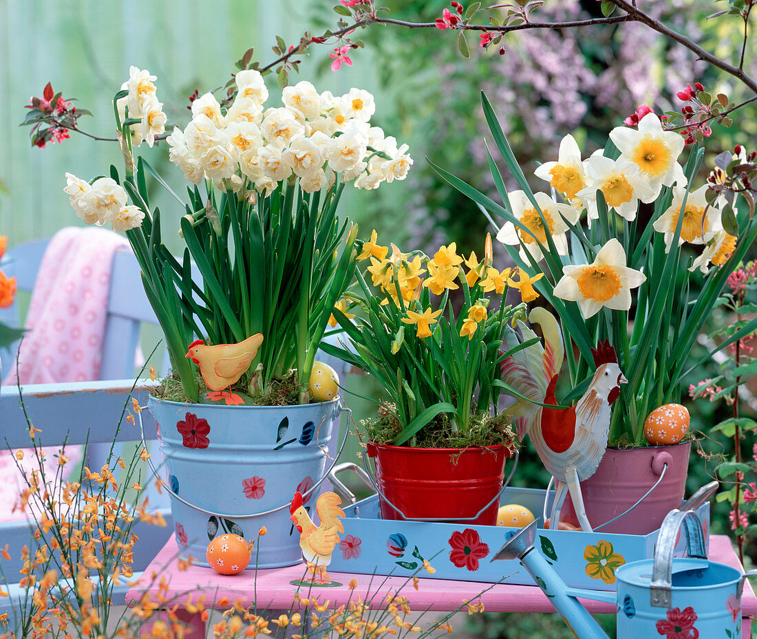 Narcissus 'Bridal Crown', 'Tete à Tete', 'Flower Record'